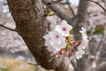 桜の花
