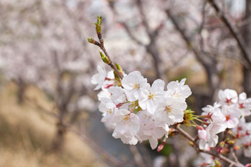 Obraz premium 桜の花