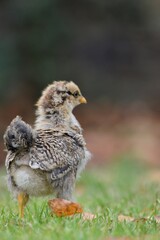 chicken in the grass