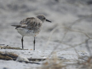 Sanibel beach and wildlife