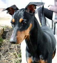 The head of an attentive dog of the German Pinscher (Doberman) breed. Close-up.
