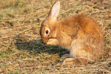 Fluffy brown bunny rabbit sitting on the dry grass over environment natural light background. Furry cute wild-animal single at outdoor. Easter animal concept.