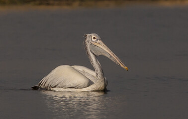 Pelican is floating for fish in the pond.
