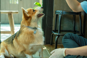 Adorable brown welsh corgi sitting on wood floor while learning something and looking owner at home. Corgi doggy playing with people in the room. Dog training or Relationship animal concept.