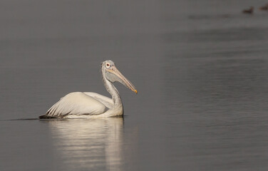 Pelican is floating for fish in the pond.
