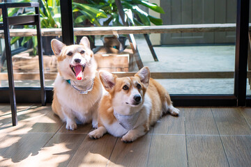 Adorable brown welsh corgi sitting on wood floor while learning something and looking owner at home. Corgi doggy playing with people in the room. Dog training or Relationship animal concept.