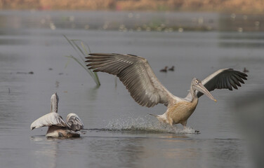 Pelican while flying into the pond.