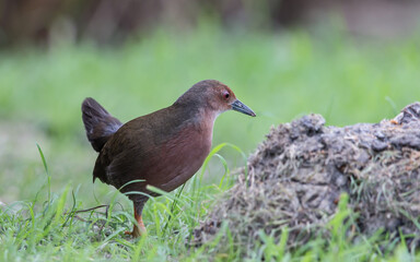Ruddy-breasted Crake walking for food beside the field.