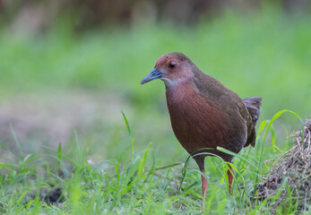 Obraz premium Ruddy-breasted Crake walking for food beside the field.