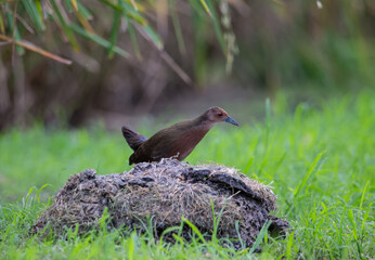 Ruddy-breasted Crake walking for food beside the field.