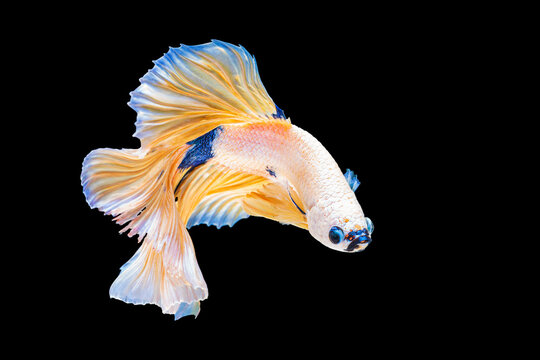 recommend clip art: The movement two white, yellow, blue halfmoon betta splendens fighting fish on isolated black background with clipping part. The moving moment beautiful of white Siamese betta fish with copy space.