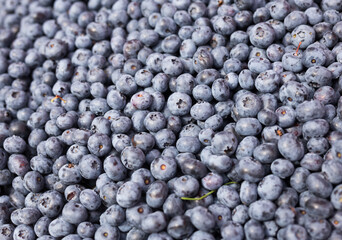 berries blueberry texture background