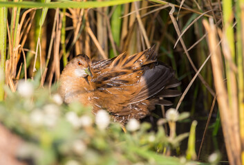 Baillon's Crake standing behind the rice plant.