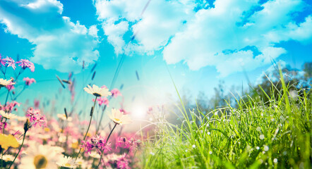 Obraz na płótnie Canvas Fleur de printemps dans la campagne au soleil.