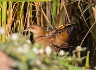 Baillon's Crake standing behind the rice plant.
