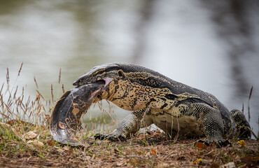 Varanus bengalesis eating catfish by the pond.