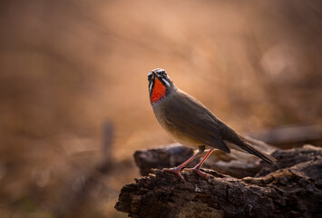 Siberian Rubythroat It is shooting in a backlit manner.
