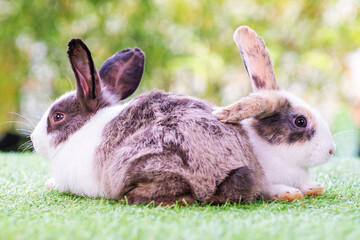 Easter animal concept. Two adorable fluffy rabbits bunny sitting togetherness on the green grass over bokeh background