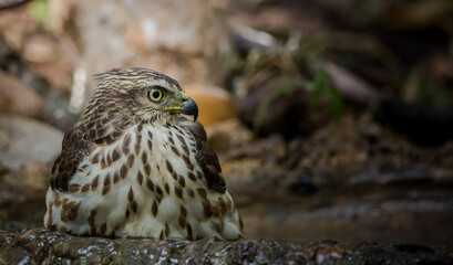 Naklejka premium Crested Goshawk coming down to drink water in a pond in the forest.