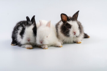 Lovely group newborn baby rabbits bunny sitting togetherness over isolated white background. Easter bunnies concept.