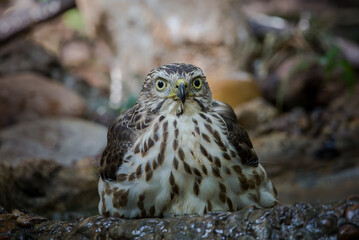 Crested Goshawk coming down to drink water in a pond in the forest.