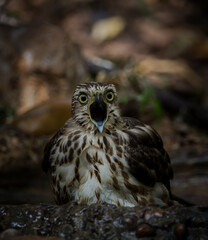 Crested Goshawk coming down to drink water in a pond in the forest.