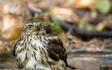 Crested Goshawk coming down to drink water in a pond in the forest.