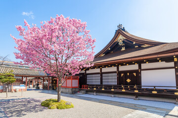 Fototapeta premium 春の京都 東寺