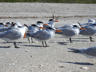 Fototapeta premium Sanibel beach and wildlife