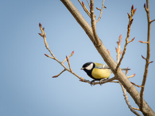 great tit on a branch of a tree