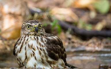 Crested Goshawk coming down to drink water in a pond in the forest.