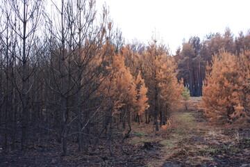 Bäume nach Waldbrand
