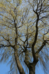 Salix babylonica (Babylon willow or weeping willow) tree with light green pendulous branchlets and leaves in early spring against a blue sky. Vertical photo