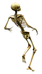 3D Rendering Human Skeleton on White