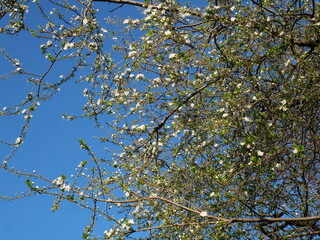 blossoming tree