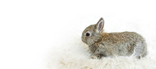 Little rabbit on white furry blanket. Very cute young bunny as a easter concept. Close-up view with white blank copy space.