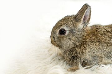 Little rabbit on white furry blanket. Very cute young bunny as a easter concept. Close-up view with white blank copy space.