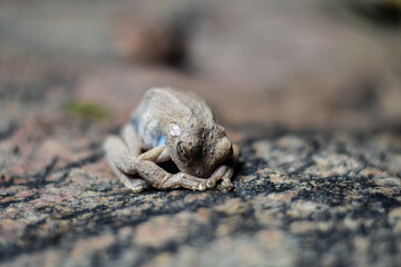 Gratitude frog
