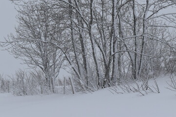Aspens under the snow on a spring morning, Sainte-Apolline, Québec