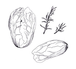 A set of graphic drawings. Fresh herbs for salad. Peking cabbage and rosemary on a white background. Vegetarianism and healthy food. Diet.