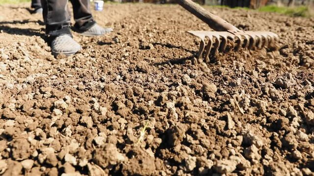 Farmer grinds the soil with a rake in the garden in spring season