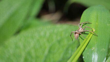 natural pisaura mirabilis spider photo
