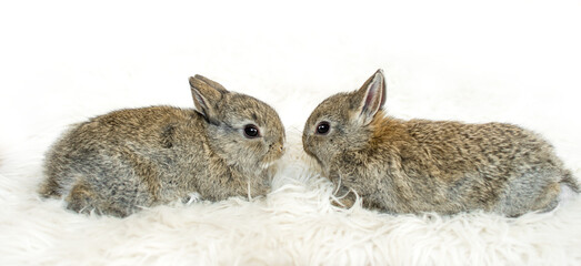 Two little rabbit on white furry blanket. Very cute young bunny as a easter concept. Close-up view with white blank copy space.