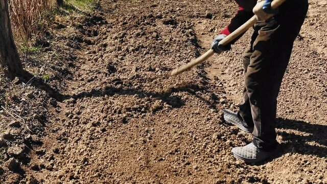 Farmer grinds the soil with a rake in the garden in spring season