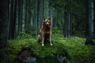 Dog sitting in forest