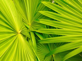 palm leaf background