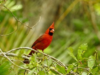Sanibel beach and wildlife