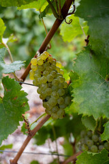 Landscape with green grand cru vineyards near Epernay, region Champagne, France in rainy day. Cultivation of white chardonnay wine grape on chalky soils of Cote des Blancs.