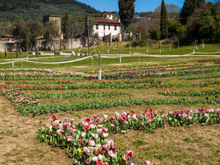 Italia, Firenze, campo di tulipani a Ponte a Mensola, campagna di Firenze sud. © gimsan