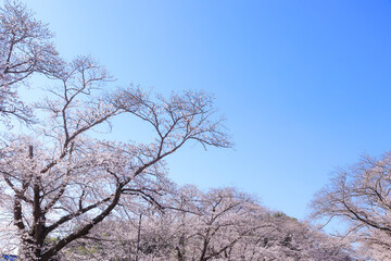 Obraz na płótnie Canvas 桜と青空イメージ